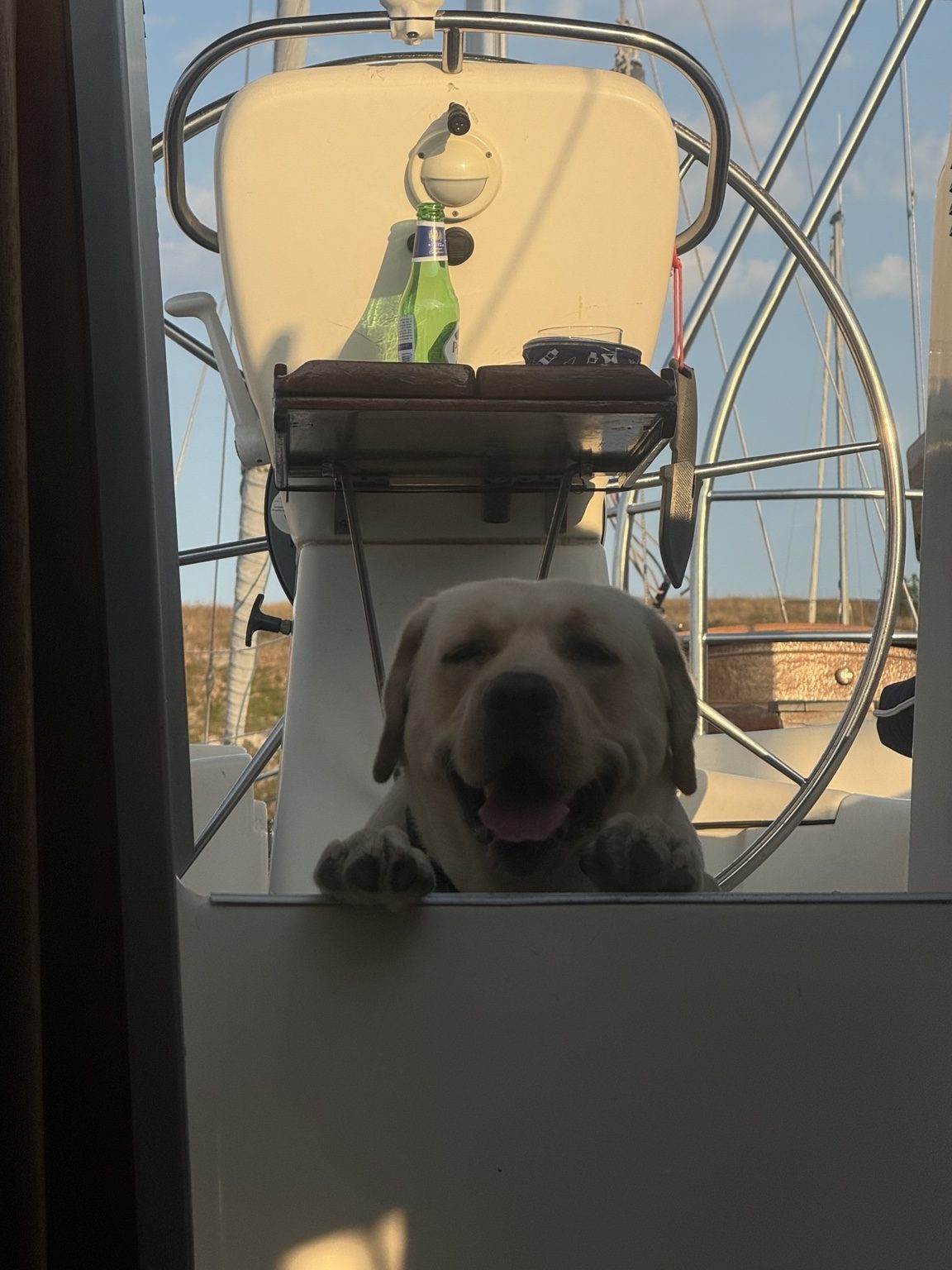 Câine pe velier în Limanu